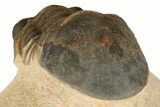 Paralejurus Trilobite - Lghaft, Morocco #186749-5